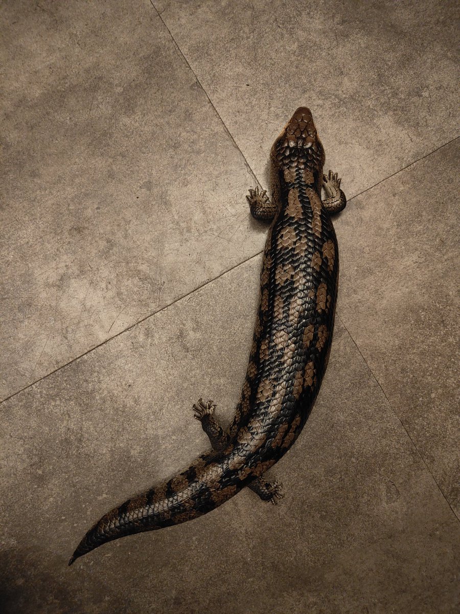 tukitocafe's tweet photo. マダラアオジタ🦎
販売個体です。
興味のある方はDMください😊 https://t.co/EhFVkhA7U5