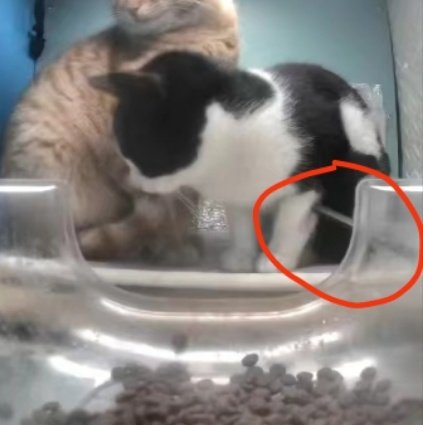 Feline Guardians tweet media