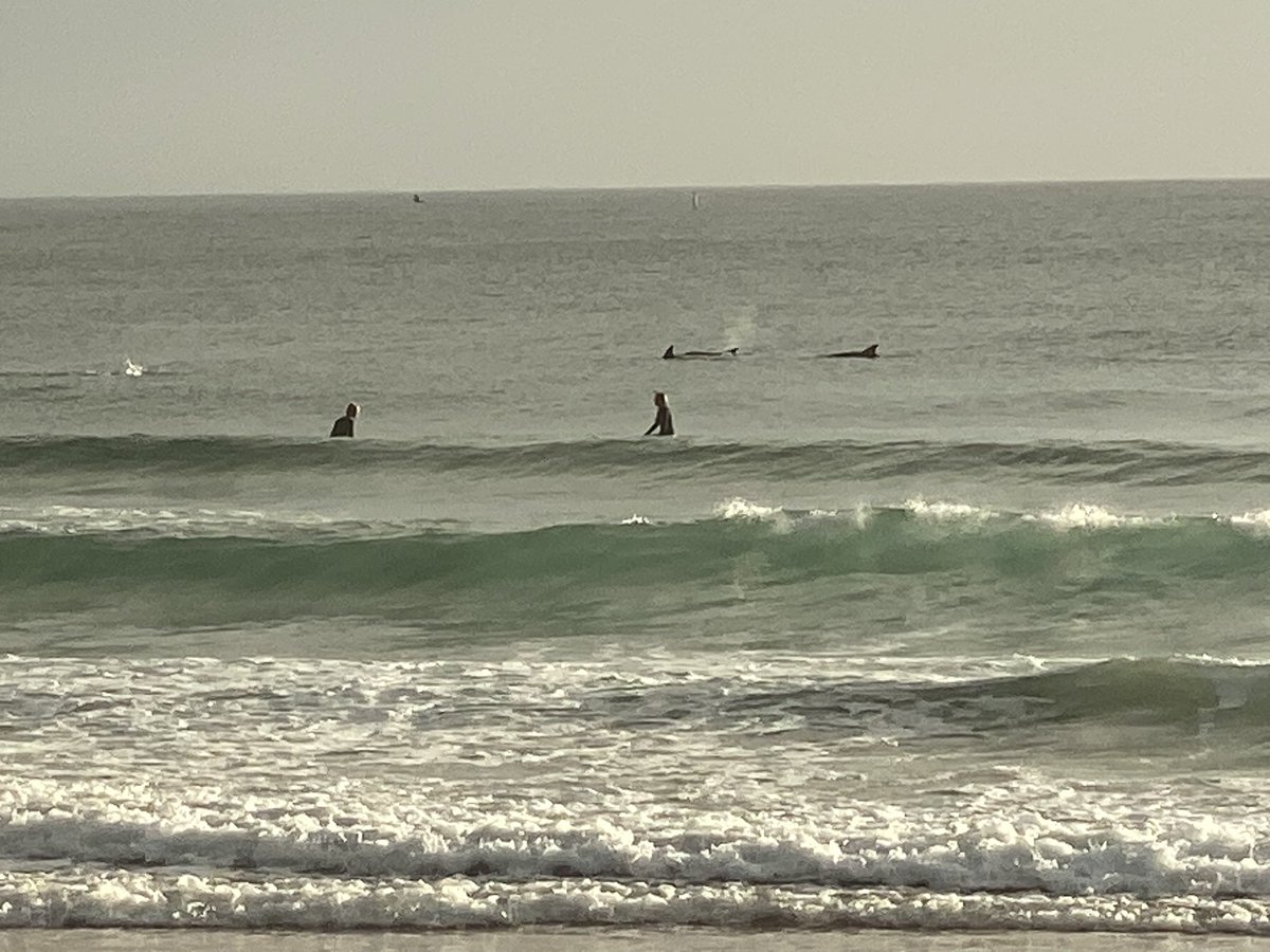 An early morning paddle, joined by dolphins 🐬. What a way to start the day!