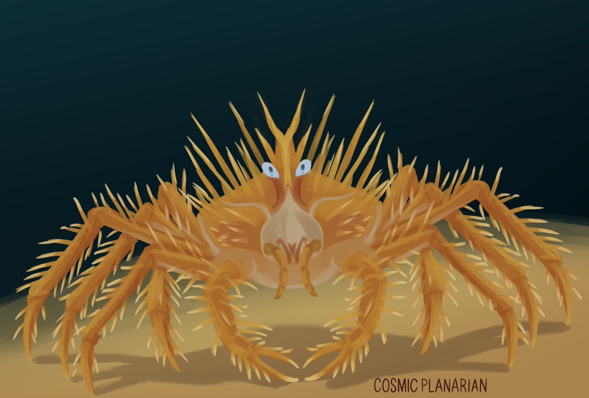 100 Days of Sea Creatures Day 90 - Spiny King Crab (Paralithodes rathbuni) Only 10 Sea Creatures Left! #seacreatures #smallarists #artmoots