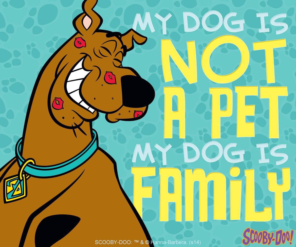 Happy National Love Your Pet Day! We all Love Scooby-Doo!💙

#ScoobyDoo #Scoob #LoveYourPetDay #Pet #Dog #GreatDane #Love #Animals #Family