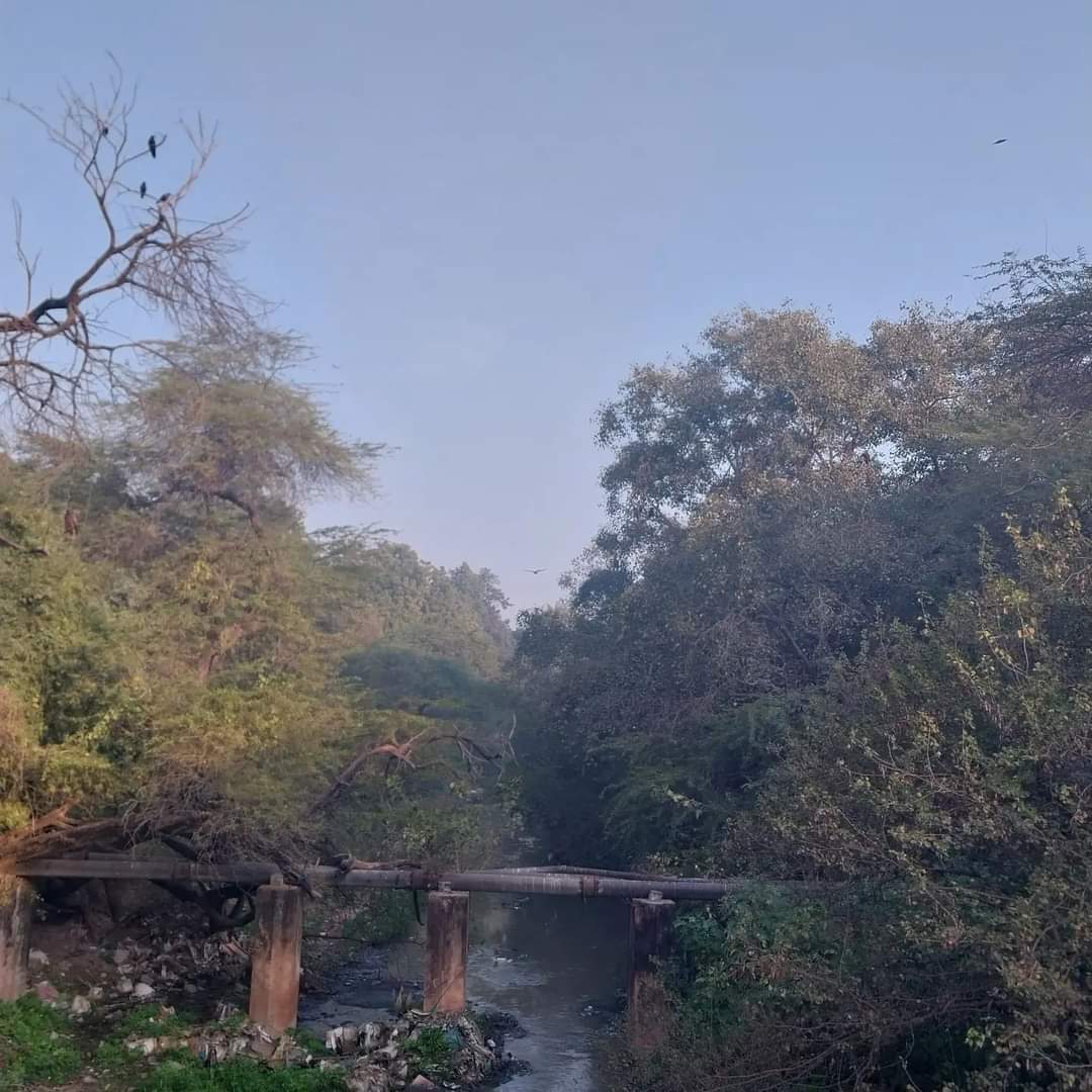 An image maybe straight out of Rudyard Kipling's Jungle book For some it's a smelly drain that needs to be cemented quickly and for us birdwatchers it's a paradise .kikar trees, kites, sometimes Orioles and an occasional neelgai #naturephotography #birdsofinstagram #naturelovers