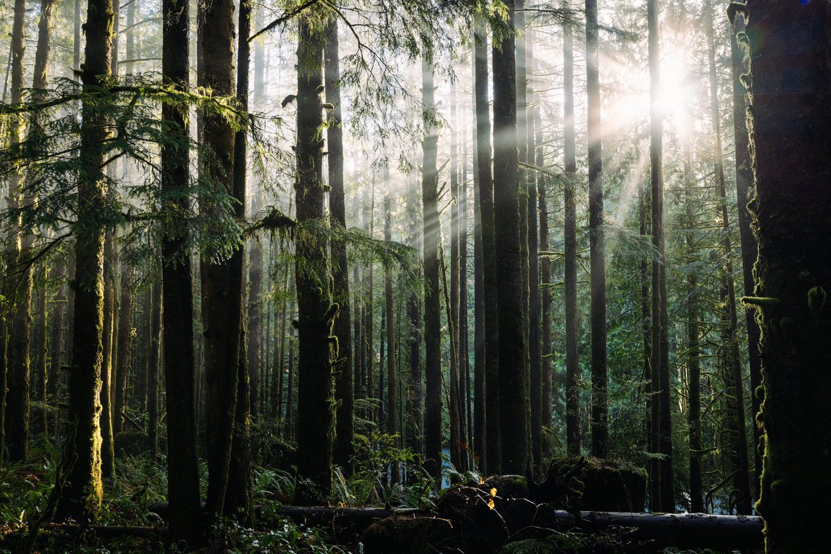 Robin Férand tweet media