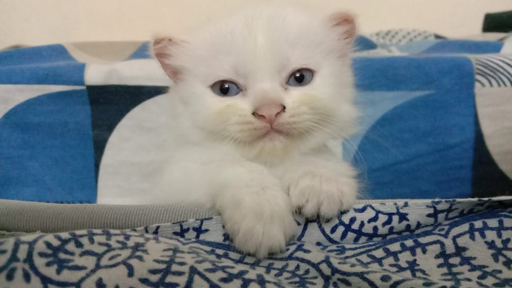 PurnimaAgraw10's tweet photo. @DrAnurakt Goodmorning Dr. Anurakt https://t.co/jTqSstSJsb