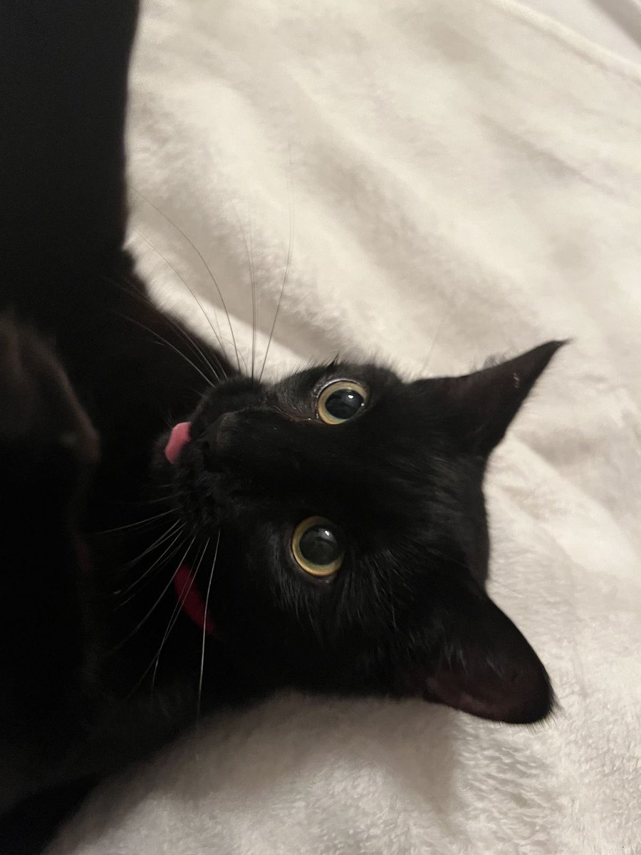 Black cats are not bad luck (@visualscat) on Twitter photo 