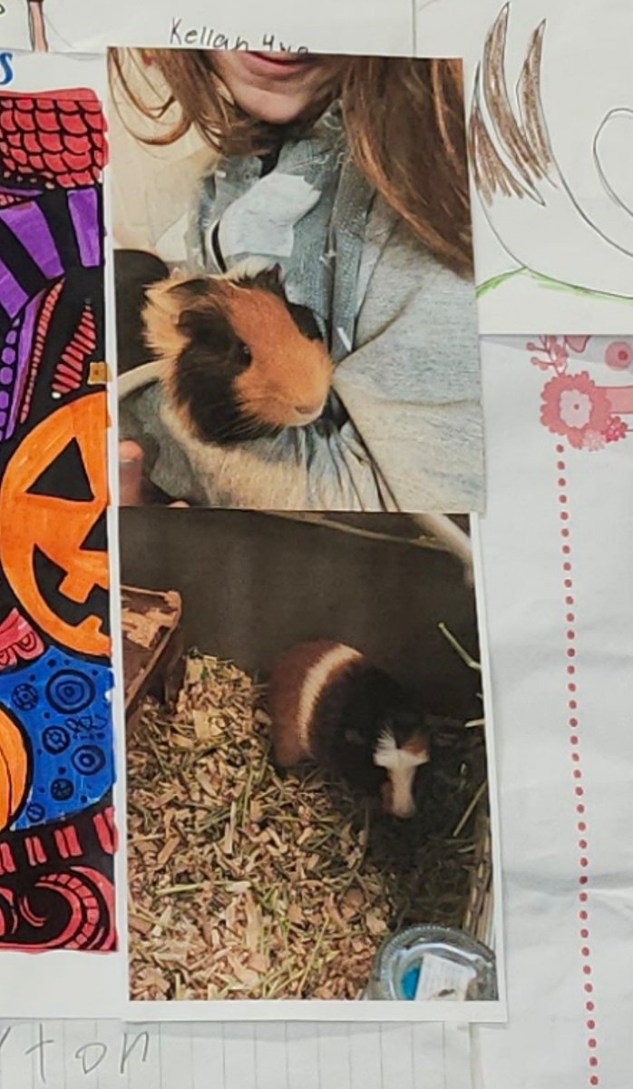 I got to add something pretty special to my "wall of happiness" behind my desk. A student gifted me an envelope full of pictures of his new guinea pigs. We found an extra special spot for 2 of them😍 #kidsareawesome #iykyk #socute #ismileeverytimeiseethem #connections <a href="/IRIC_WC/">IRIC</a>