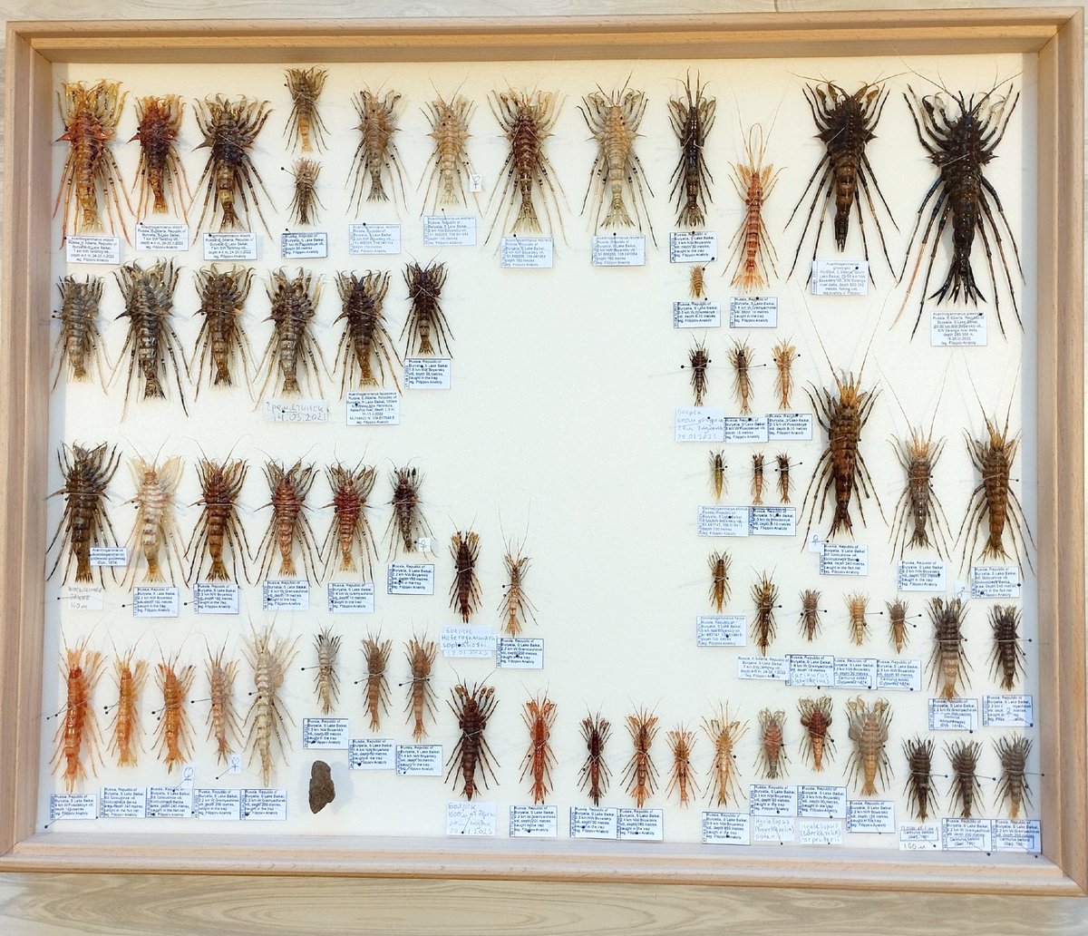 バイカルの大型ヨコエビこんなにいるのか