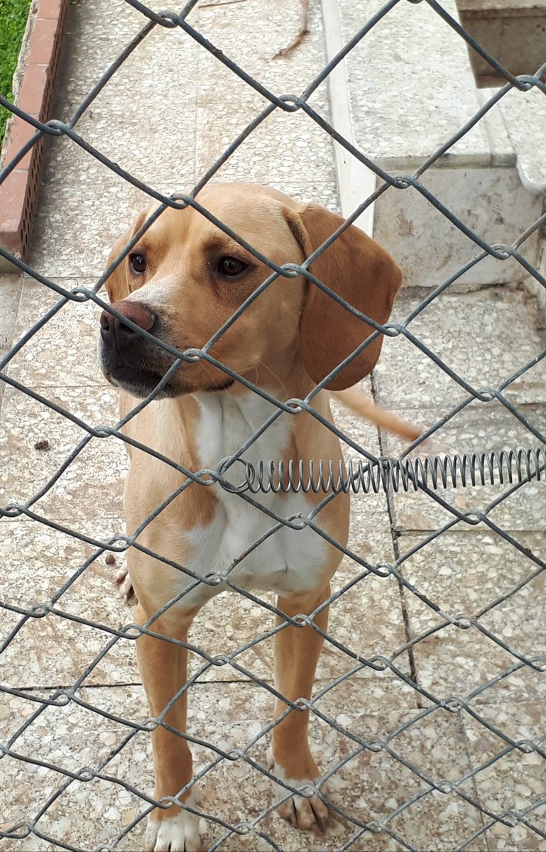 Komşu bahçelerden güzelliklerle günaydın🌸🌿🐾