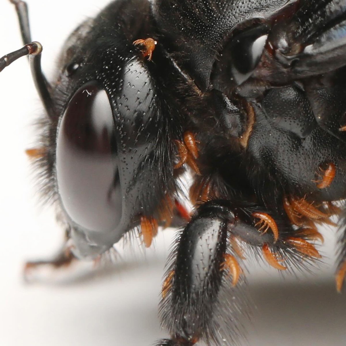 When I first saw this Xylocopa I thought it had orange pollen on its body. After a closer look, it’s not pollen, but parasitic triungulin larvae. These beetle larvae don’t directly harm the adult bee, they hitch a ride back to the nest and feed on the pollen and eggs. creepy