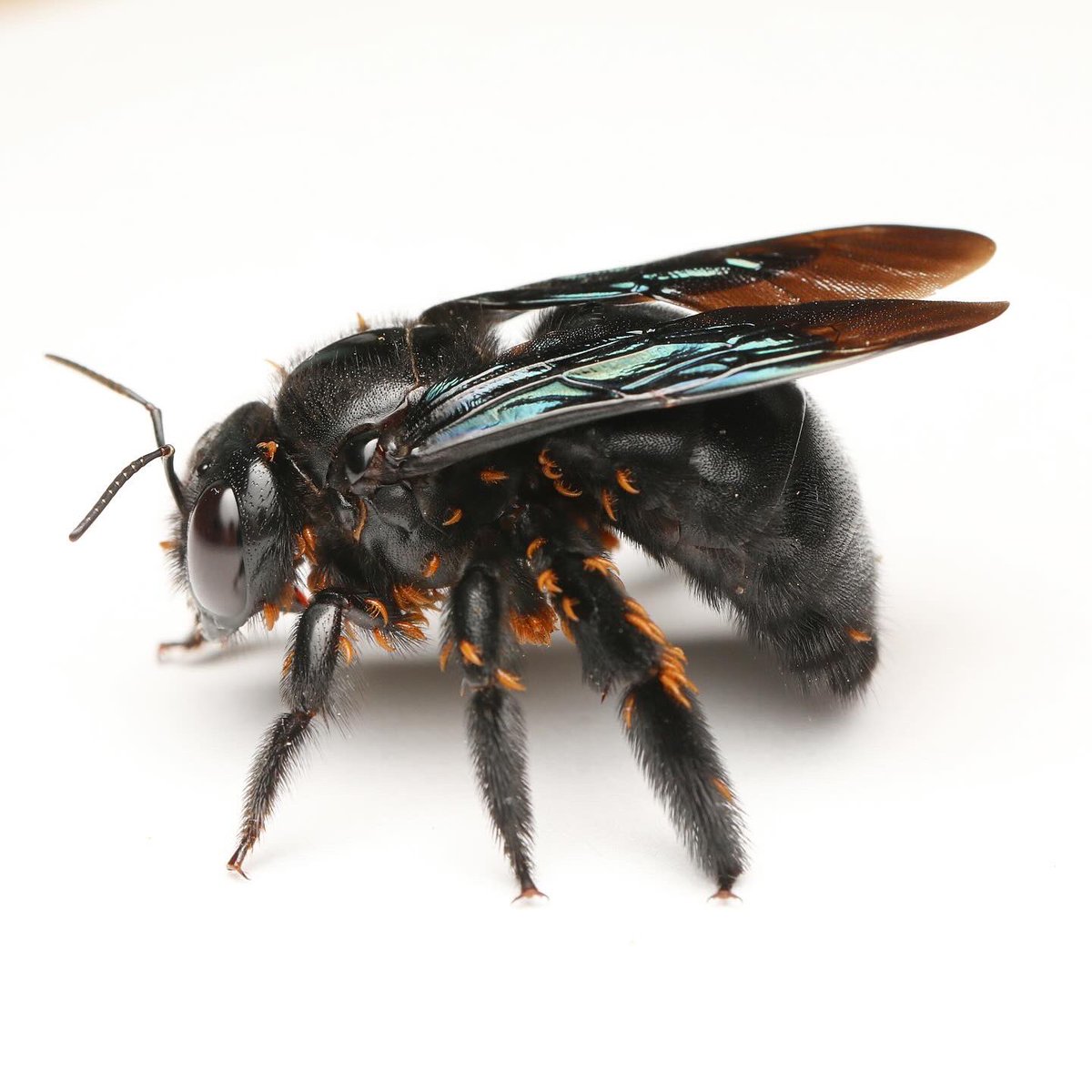 The Bees In Your Backyard tweet media