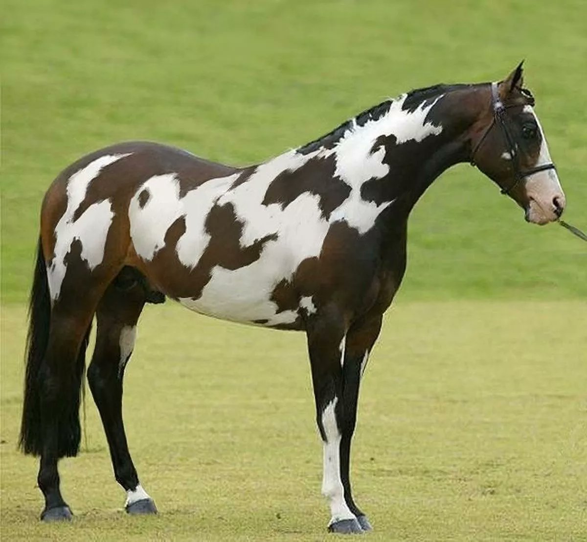 Only those with 'high IQ' can spot second horse in 10s