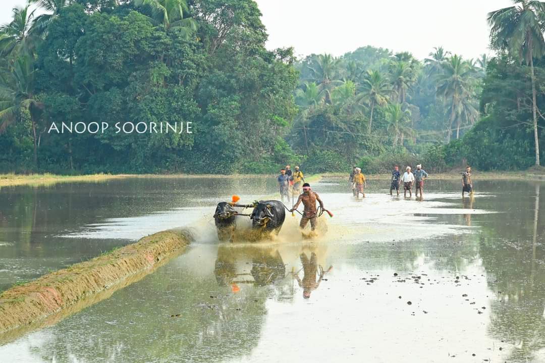 beautyoftulunad's tweet image. &quot;Nature and Tulu culture have an inseparable bond. If we don’t save our nature, we can’t save Tulu language, as well as Tulu culture”…♥️

Tulu culture is mainly based on farming culture…🏝️

#MotherLanguageDay #TuluLanguage