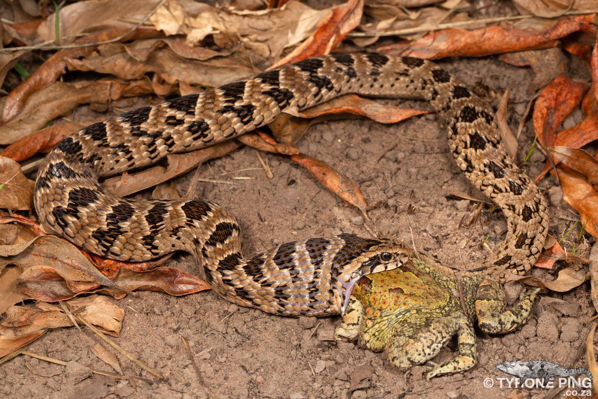 Causus rhombeatus - Rhombic Night Adder feeding on a Red Toad. From Crestholme, KwaZulu-Natal. tyroneping.co.za/snakes-souther…