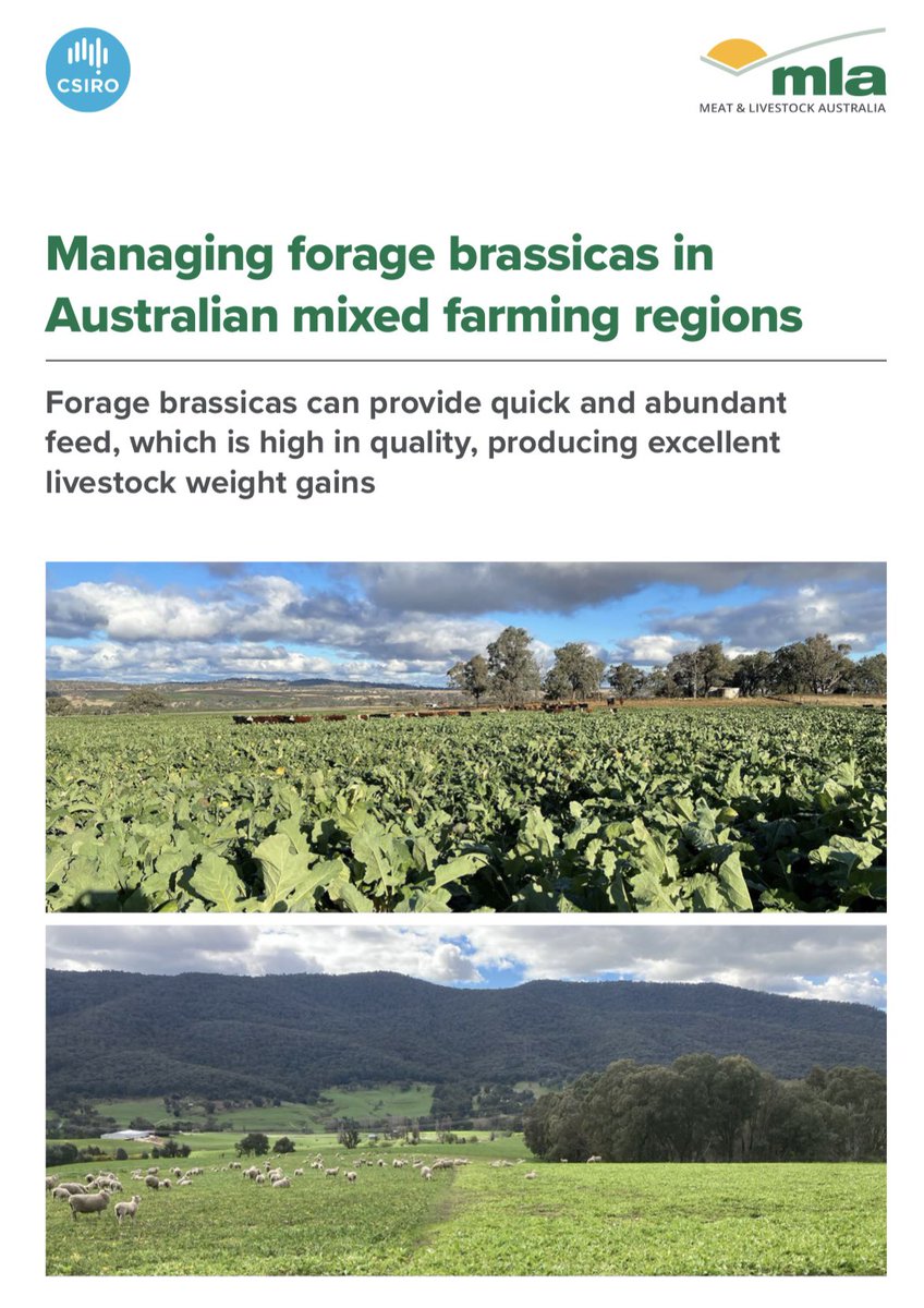 Lucy Watt (@lucywatt5) on Twitter photo Autumn is near! Looking for a winter feed option? Considered forage brassicas? A quality feed with multiple grazings. See recently published guidelines on Managing forage brassicas in Australian mixed farming regions. mla.com.au/contentassets/… <a href="/lindsaywbell/">Lindsay Bell</a> <a href="/meatlivestock/">Meat & Livestock Australia</a> Autumn is near! Looking for a winter feed option? Considered forage brassicas? A quality feed with multiple grazings. See recently published guidelines on Managing forage brassicas in Australian mixed farming regions. mla.com.au/contentassets/… <a href="/lindsaywbell/">Lindsay Bell</a> <a href="/meatlivestock/">Meat & Livestock Australia</a>