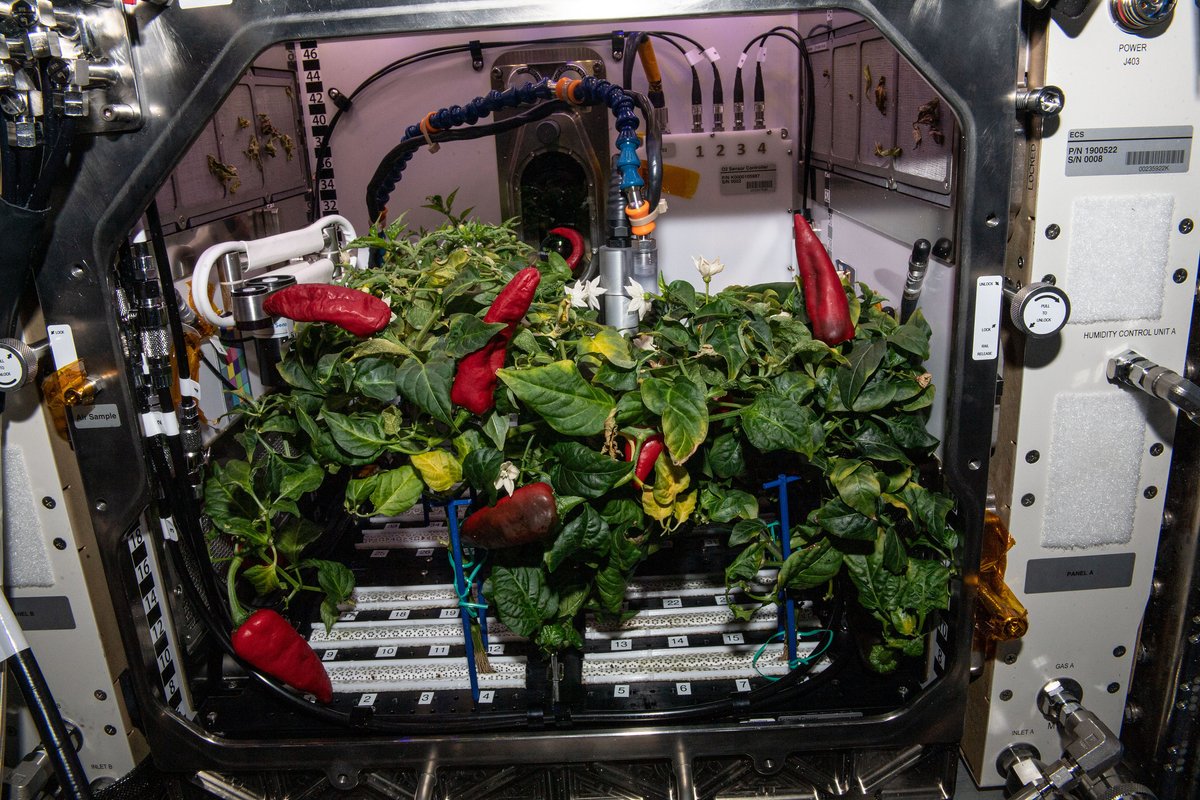 Very cool: Fresh chile peppers grown aboard the International Space Station (Credit: NASA Johnson)