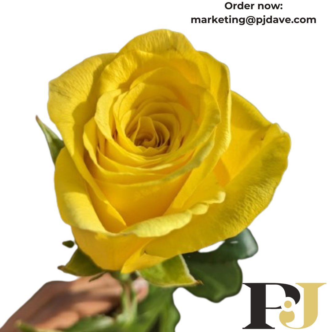 🌹 Celebrate International Women's Day with the Radiance of Yellow Roses! 🌹
Why yellow roses??

💛 Symbol of Joy
💛 Sunshine in Bloom
💛 Bold Expression

#InternationalWomensDay #YellowRoses #IWD2024 #CelebrateWomen #JoyfulMoments #ChooseToChallenge #PhotoOfTheDay