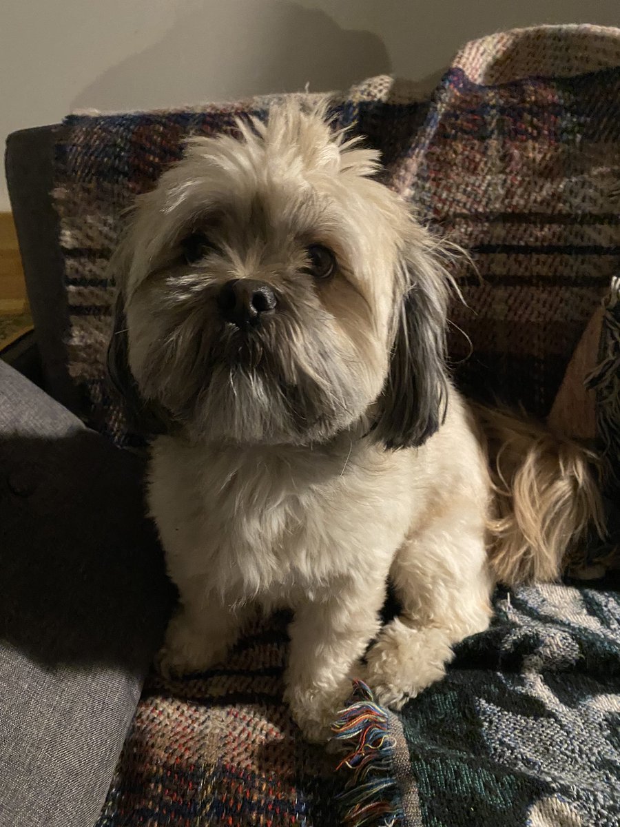 Shaun_LDNurse's tweet image. It’s an early start for the birthday boy today [because I’m on shift]. 🥳 

He’s four today. 🎂 
#Pooch
#LhasaApso