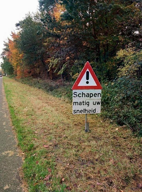 Bennytouzine's tweet photo. Eindelijk worden de schapen ook eens aangepakt. Het werd tijd. 🙏🏼❤️ https://t.co/dfQQGzzrdV