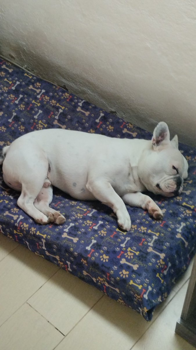 El_CuervoBolche's tweet photo. Más hermoso que el es imposible #perro #hermanos https://t.co/3DqPXPqQjB