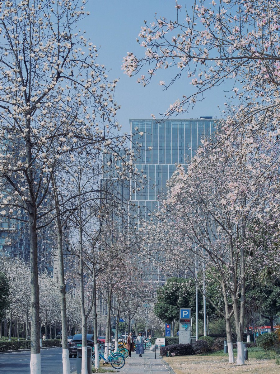 Chengdu_China's tweet photo. Indulge in the serene allure of Chengdu's magnificent magnolia blooms, where each petal whispers tales of beauty and tranquility, painting the city with a vibrant tapestry of floral elegance. 🌸 #ChengduMagnolias #FloralSplendor
📷爱拍照的女婿 https://t.co/501lZfebCt