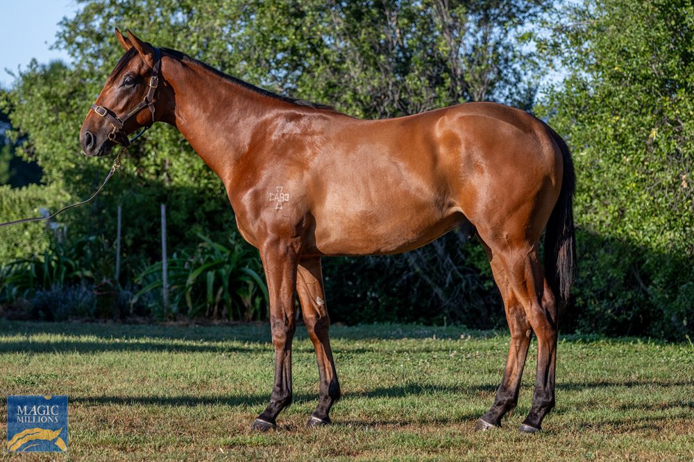 Brookview Thoroughbreds tweet media