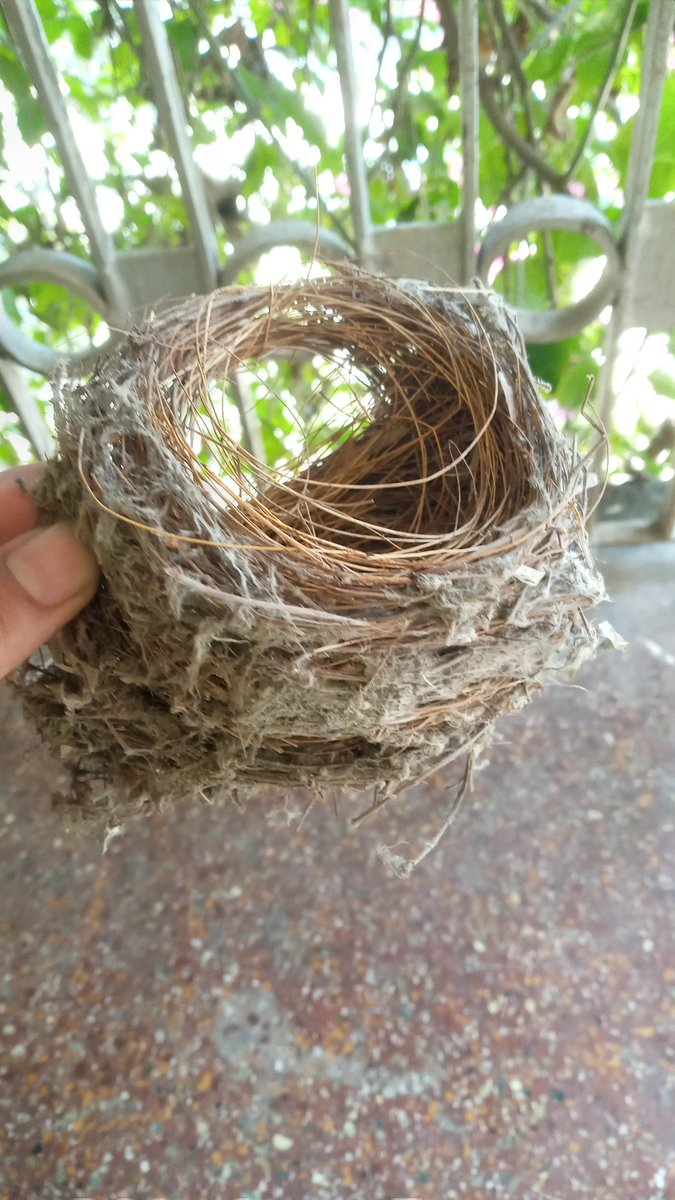3 years abandoned nest removed from my balcony tubelight setting. A bulbul couple had nesting there for 5 yrs. Atleast 30 chicks were born in this very nest. I guess the couple died due to old age! This bird pic was the last time when they raised chicks in our balcony #IndiAves