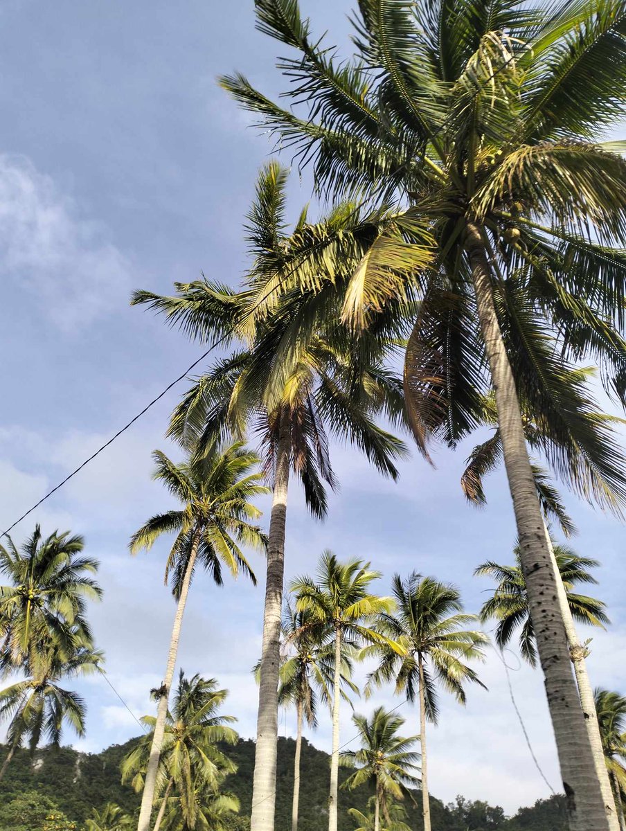 weknowna19's tweet photo. "Amidst the bustling world, let's pause to appreciate the silent symphony of trees reaching for the skies, reminding us of the beauty in simplicity." https://t.co/Bp08eCcY4s