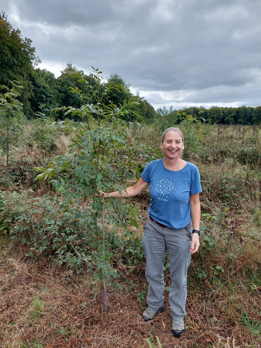 Our Head of Research Jo Clark is looking forward to contributing to the @CAGOxfordshire - Trees Collaborate group #Oxfordshire next week to talk about the Living Ash Project and the origins and processes of ash dieback. cagoxfordshire.org.uk/collaborate-gr…