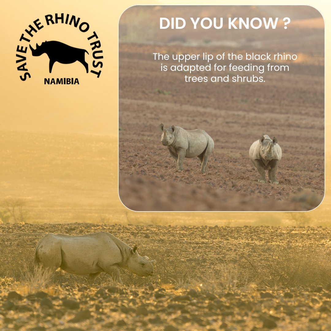 Interesting fact of the day!
#savetherhinotrust
#facts
#namibia