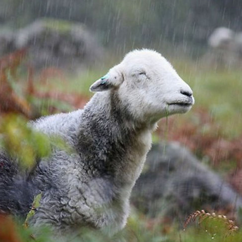 Why does it always rain on me ☔️ . . #herdy #herdwick #sheep #herdwicksheep #rain #lakedistrict #cumbria