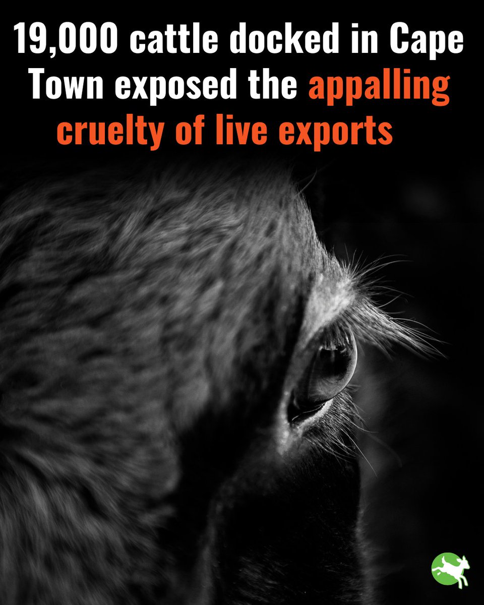 Residents in Cape Town described a 'sewage-like smell' engulfing the town when a livestock ship from Brazil, carrying 19,000 cattle, anchored in the port to stock up on animal feed. The animals were living in faeces and this wasn't even their final destination. #BanLiveExports