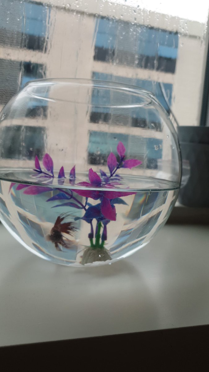 esraexs's tweet photo. ruby🐟🥲 https://t.co/dGO1X7NCXn