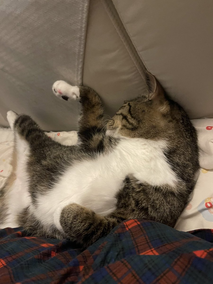 이상하게 자기 오늘도 갱신중