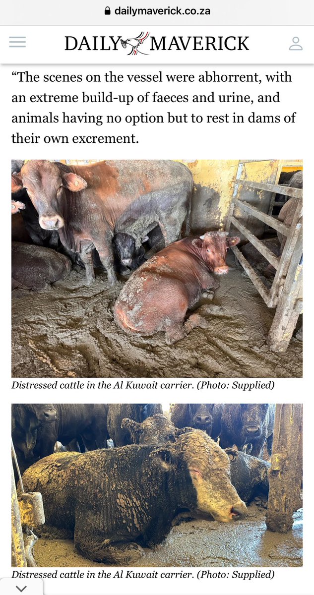 KohoChristin's tweet image. UPDATE #CapeTown ship #AlKuwait

Thx for another brilliant article 👇@LudidiVelani 

Indeed: “need for global awareness to end this cruelty [live export of animals by sea] once &amp;amp; for all.”

@philip_ciwf @MurrayWatt @Animal_Watch @FOURPAWSeurope @ReinekeEG4A @Greenpeaceafric