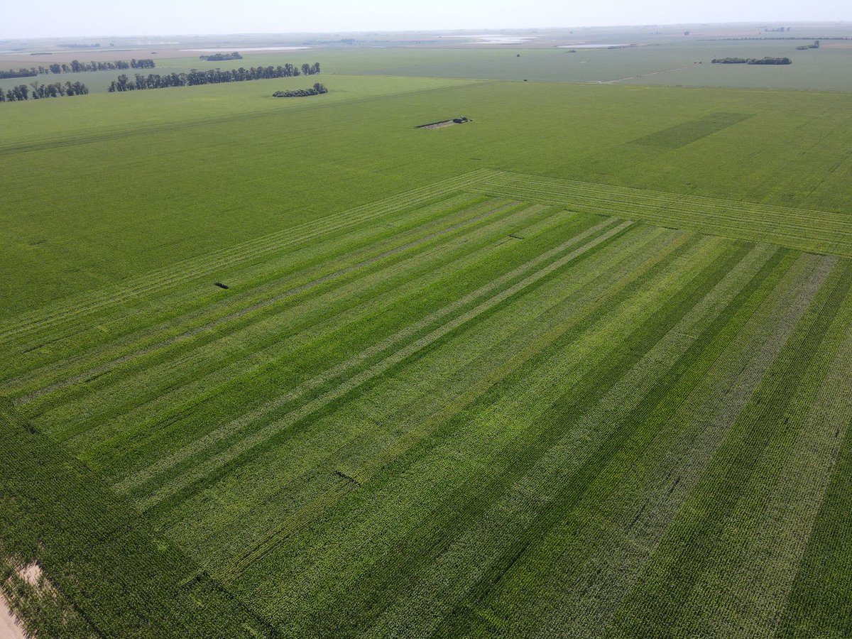 INTAMsJuarez's tweet photo. 🌽Red de ensayos de maíz del INTA MJ: vistas aéreas del tardío para evaluar 36 cultivares implantado en la Est. La Blanca, al N de Alejo Ledesma. @fedebolatti @PabloIoele @hvidelamensegue #poragenciasINTA https://t.co/BePHwq4QOx