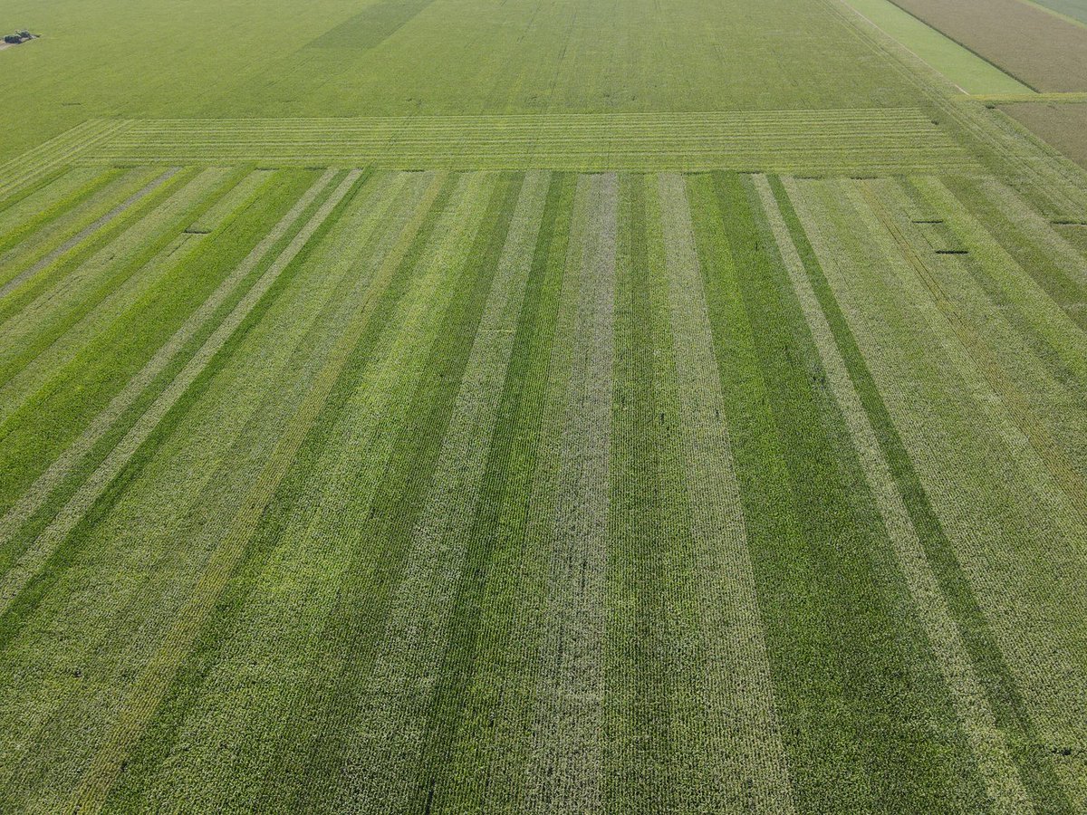 INTAMsJuarez's tweet photo. 🌽Red de ensayos de maíz del INTA MJ: vistas aéreas del tardío para evaluar 36 cultivares implantado en la Est. La Blanca, al N de Alejo Ledesma. @fedebolatti @PabloIoele @hvidelamensegue #poragenciasINTA https://t.co/BePHwq4QOx