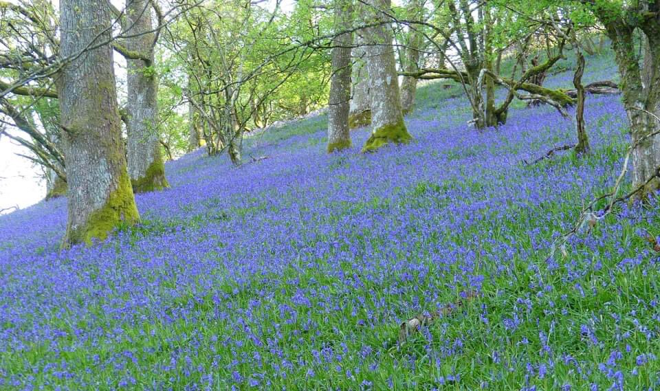 CottagePippins's tweet image. The weather might be wet and windy and not very inspirational but here at Pippins Holiday Cottage we are looking forward to more sights like this!