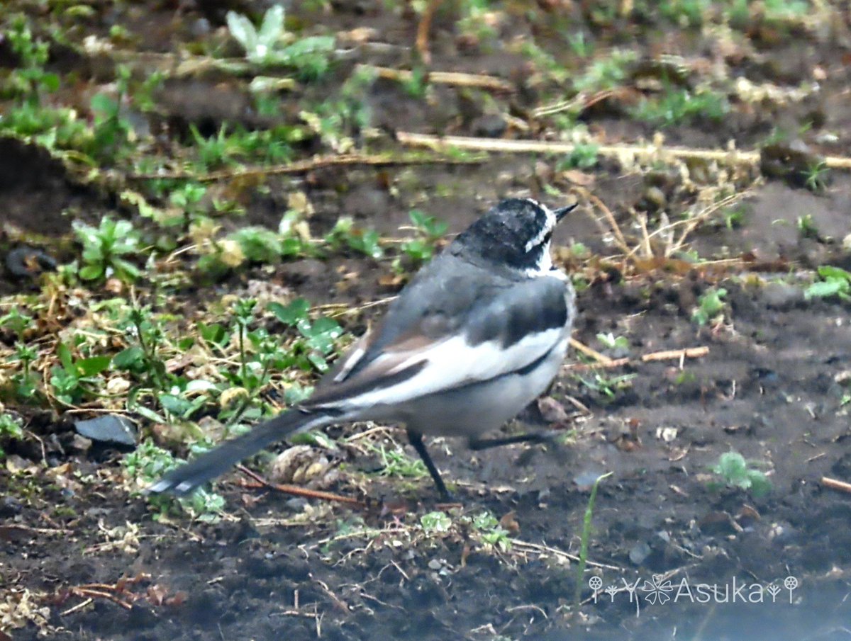 yumeasutw's tweet photo. ハクコさんの日常🐦️
雨の止み間に
久しぶりに我が家の庭に
やって来た #ハクセキレイ さん🤍
尾羽をフリフリ
トコトコ歩き回り採餌中🐦️•*¨*•.¸¸
#ハクセキレイ #白鶺鴒 #White_Wagtail
#野鳥 #bird #庭来鳥
#鳥が好き #鳥が好きな人と繋がりたい
#動画
#a2024 #a0221 #a202402 #a2024024 https://t.co/JThs53yjtY