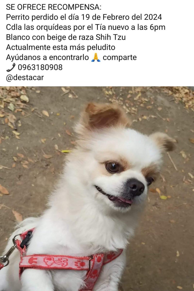 #PERDIDO #GUAYAQUIL
Nombre: #LUCKY
Fecha: 19/02/24
Sector: Norte, Cdla. Las Orquídeas, por el nuevo TIA 
Sexo: Macho
Raza: Shih Tzu
Obsv.: Color blanco con beige y actualmente tiene el pelaje largo 
Contacto: 0963180908
¡Ayúdalo a volver con su familia!
#AlertaMePerdí