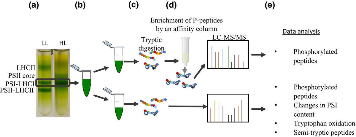 New Phytologist (@newphyt) on Twitter photo The protein phosphorylation landscape in photosystem I of the desert algae Chlorella sp.
Levin et al. <a href="/GLevin3871/">Guy Levin</a> <a href="/gadi_schuster/">Gadi Schuster</a> <a href="/KleifeldO/">Oded Kleifeld</a>
📖 ow.ly/XFKc50QG3oK The protein phosphorylation landscape in photosystem I of the desert algae Chlorella sp.
Levin et al. <a href="/GLevin3871/">Guy Levin</a> <a href="/gadi_schuster/">Gadi Schuster</a> <a href="/KleifeldO/">Oded Kleifeld</a>
📖 ow.ly/XFKc50QG3oK