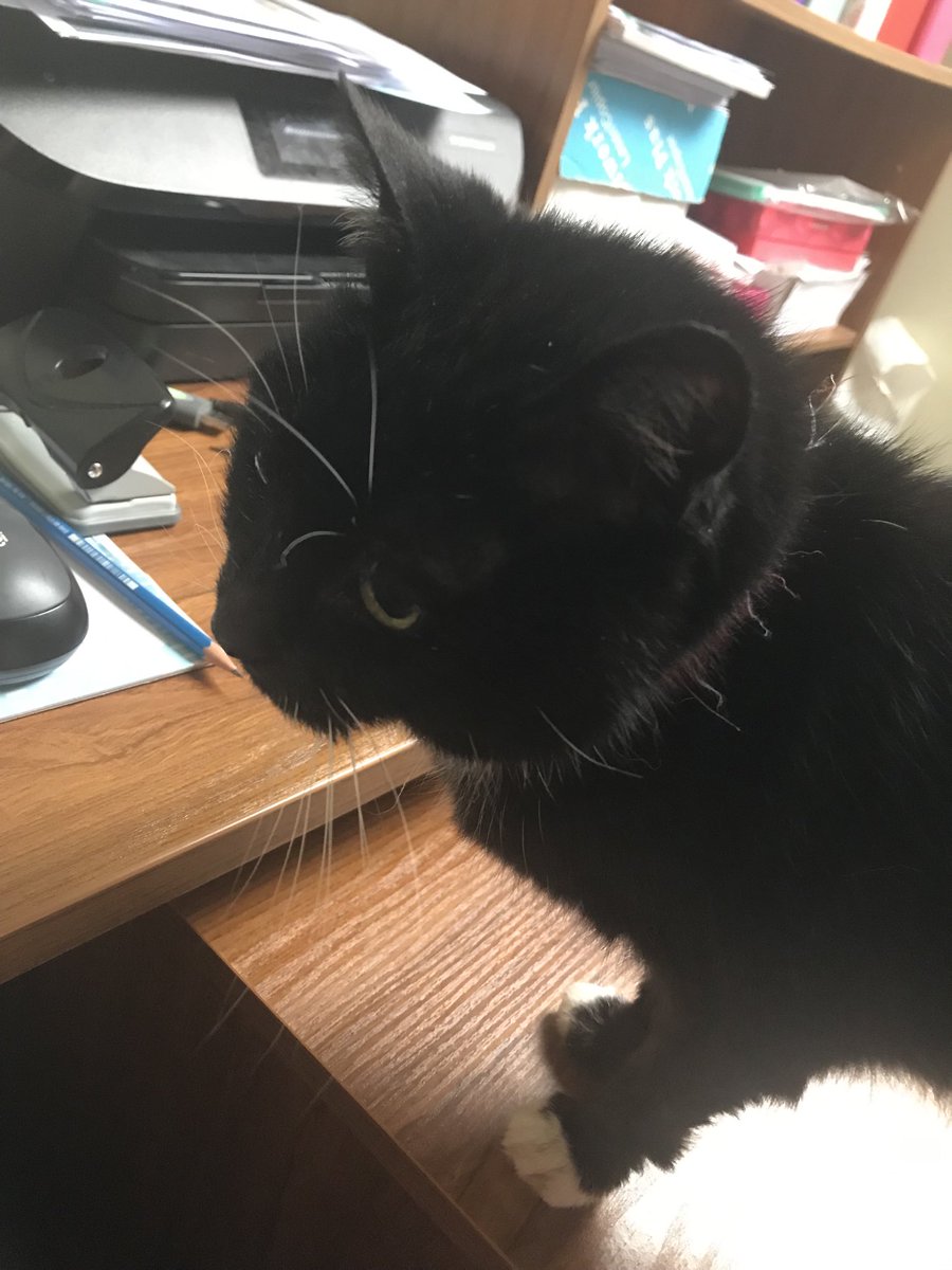 Mammabell15's tweet image. Extra set of paws helping in the office this morning 🙄 🐈‍⬛ who needs AI 😂#headoftech #workmate #officelife #tuxedocats
