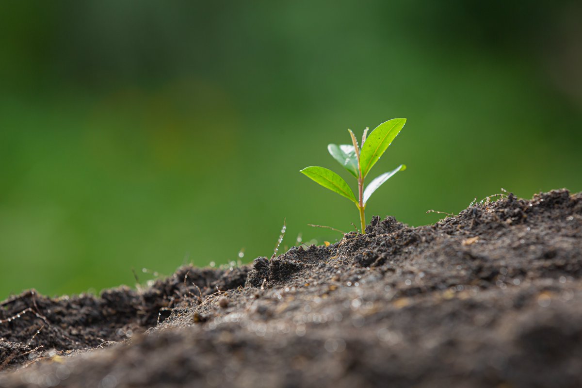 IUCN_ECARO's tweet photo. Attention! 🙌
We are looking for an experienced #ConsultancyCompany to implement the #forestlandscaperestoration field works in Elbasan, 🇦🇱!
#Requestforproposal and accompanying documents 🔗https://t.co/EzGU8Z7GT9
📅Deadline 15 March 2024
#naturebasedsolutions #filedwork https://t.co/9JMOKB7xlo