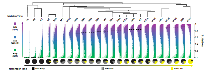 demattosarruda's tweet photo. We developed novel methods to track the dynamic interaction:
· TCR repertoire &amp; its evolution
· Immunophenotype &amp; T cell exhaustion 
· #Neoantigen emergence ("Neoantigen Time")⏰
· Liquid biopsy based on immune markers (PD-L1, IFNy) 💉
More👇
#immunotherapy #science #liquidbiopsy https://t.co/UrgCvMj8XO