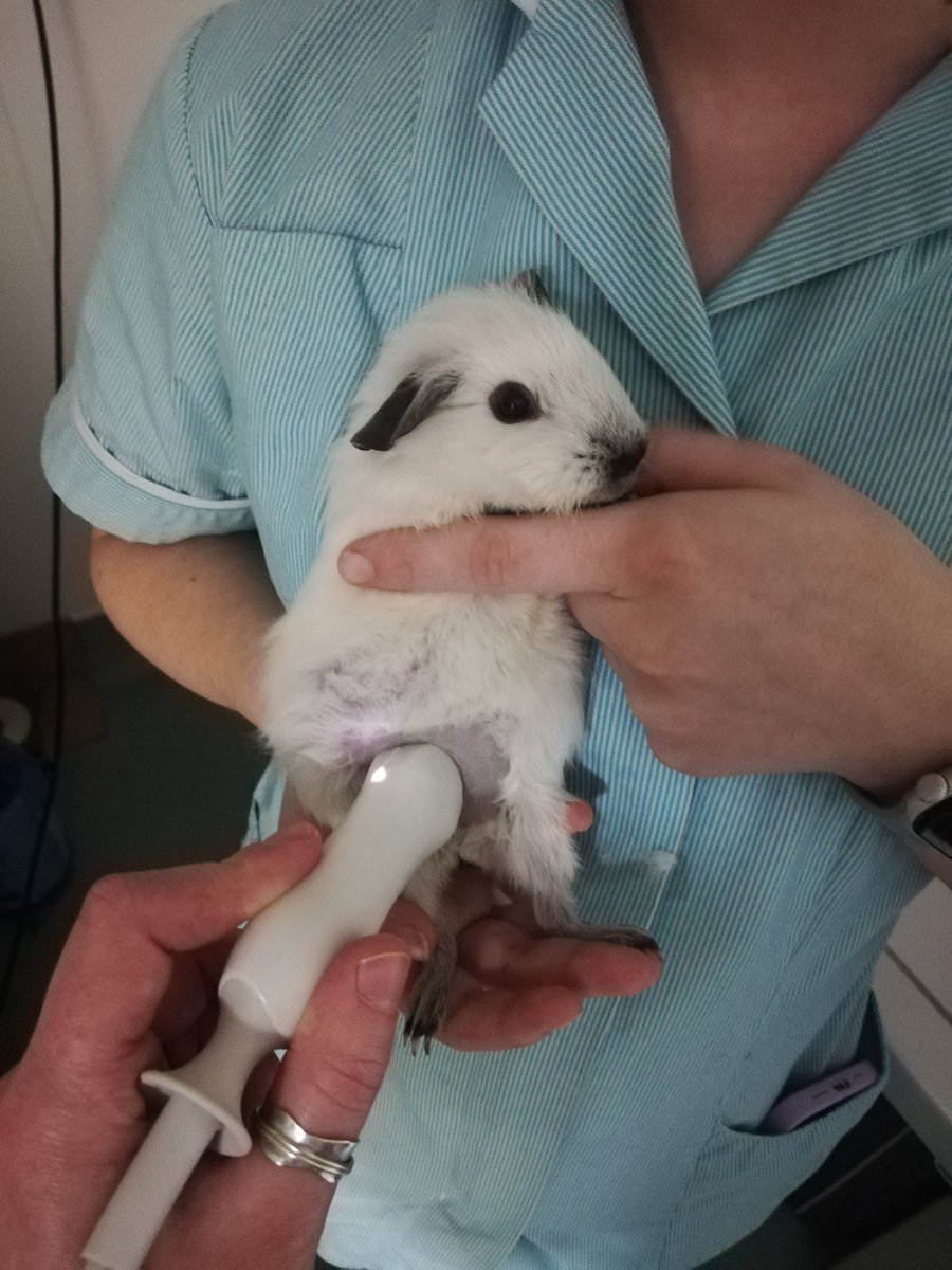 Thanks for the likes and follows 🥰
Here is little Austin who hasn't been very well and came in yesterday for a bladder scan. He was a Very Good Pig 🐾🐾
#GuineaPig #GuineaPigsOfTwitter #VetTwitter #VetLife #ExoticVet