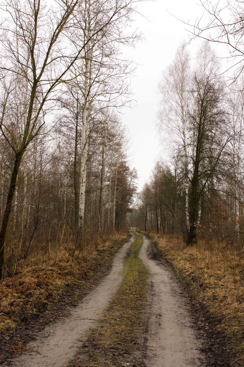 po_prostu_karol's tweet image. Wszystkie drogi prowadzą do lasu 😏🌲🌳

#nikon #d7100