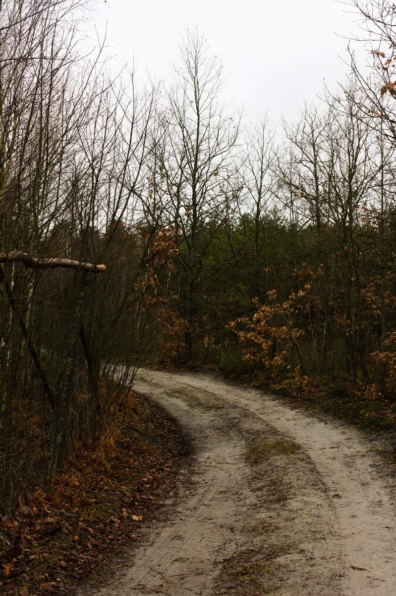 po_prostu_karol's tweet image. Wszystkie drogi prowadzą do lasu 😏🌲🌳

#nikon #d7100