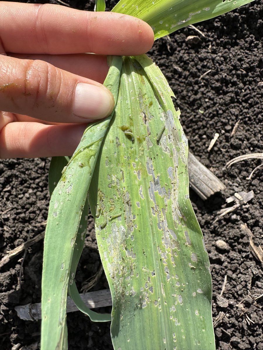 Agustina Tuckey tweet media