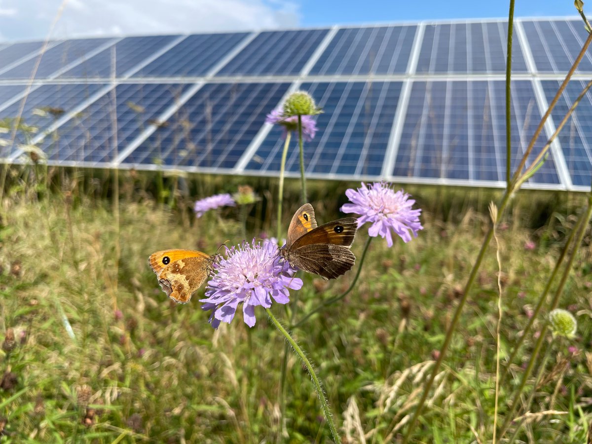 🐝 On the blog: How are pollinators affected by increasing #solar parks? How can we manage for both? Authors @HollieBlaydes & @Alona_Armstrong describe their latest research on The Applied Ecologist: appliedecologistsblog.com/2024/02/27/loc…