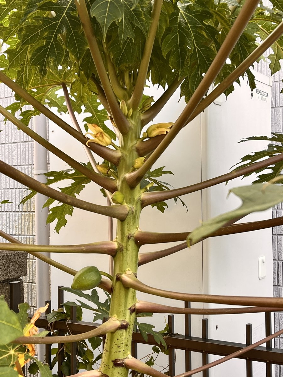 EVERGREEN tweet media