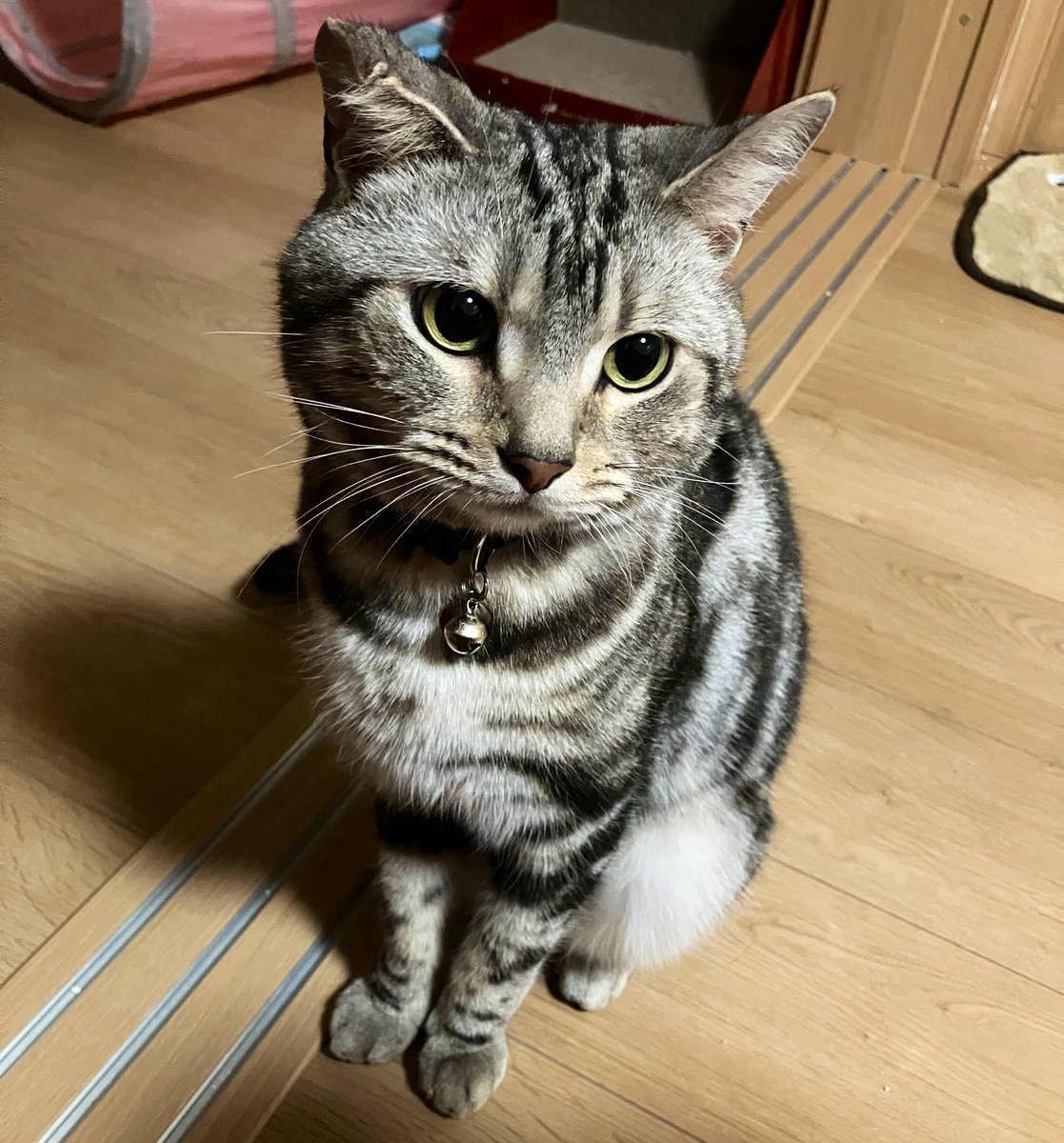 Sakura_Noelle's tweet photo. 4歳になりました🐈‍⬛🎊🎉

 #猫
 #猫のいる暮らし
 #アメショ https://t.co/nUkROBvWPg
